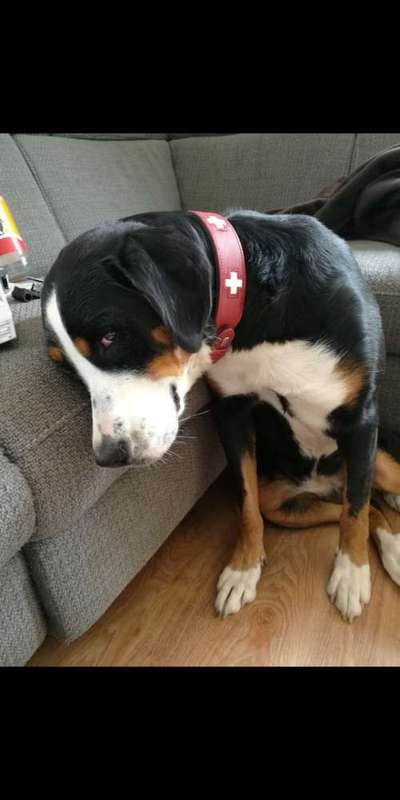 CHALLENGE NR. 19 - Der Hundeblick-Beitrag-Bild