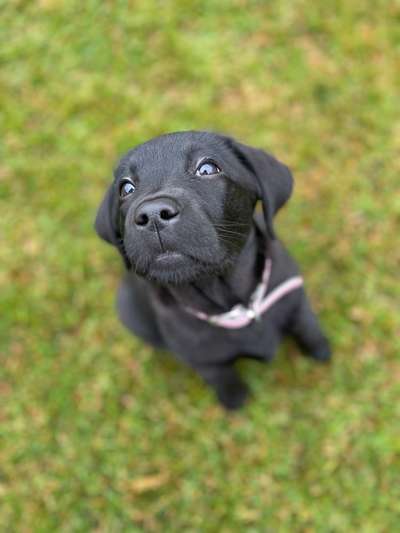 Hundetreffen-Welpentreffen in Hamburg Horn-Bild