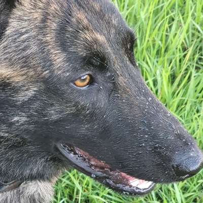 Hundetreffen-Hundetreffen für Spielrunde in Kirkel und Umgebung-Profilbild