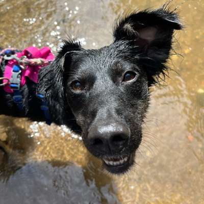 Hundetreffen-Dreibeinige Molly sucht Freunde-Bild