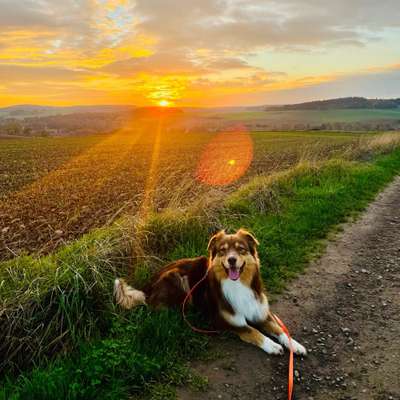 Hundetreffen-Spaziergänge / Spielen / Training-Bild