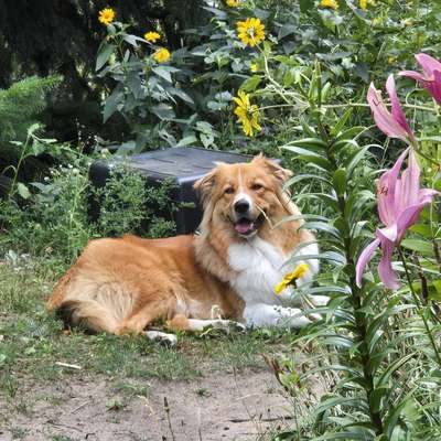 Hundetreffen-Spielpartner gesucht-Bild