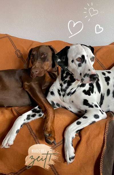 Die Dogorama Wochen Challenge "Friends will be Friends"-Beitrag-Bild