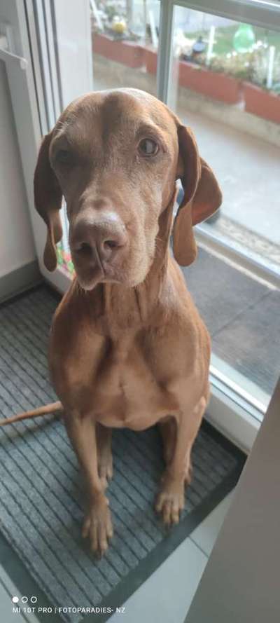 Reinrassige Hunde?-Beitrag-Bild