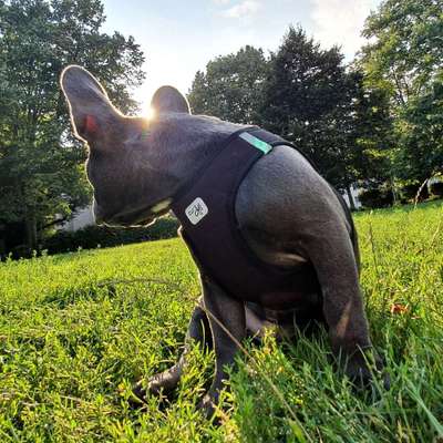 Hundetreffen-Mittagstreffen am Spielplatz Zeppelinallee-Bild