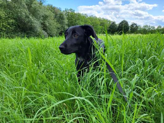 Labradorfans-Beitrag-Bild