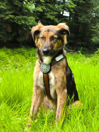 Hundetreffen-Spielen für Lauffreudige und Spazieren-Bild