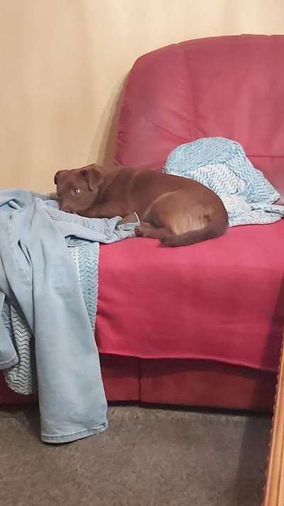 Welpen Bilder !-Beitrag-Bild