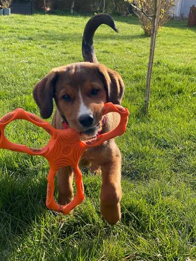 Fotochallenge No. 26                                     Wald und Wiese-Beitrag-Bild