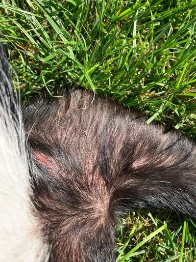 Hautprobleme-Beitrag-Bild