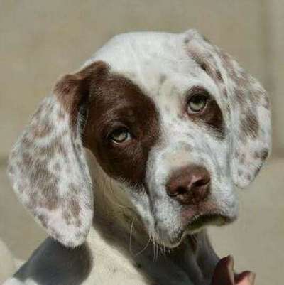 Welpen Bilder !-Beitrag-Bild