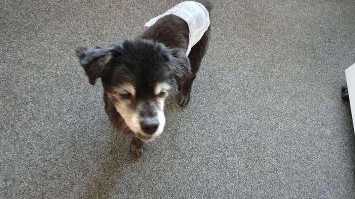 Uralt-Rüde, Futterwunder gesucht-Beitrag-Bild