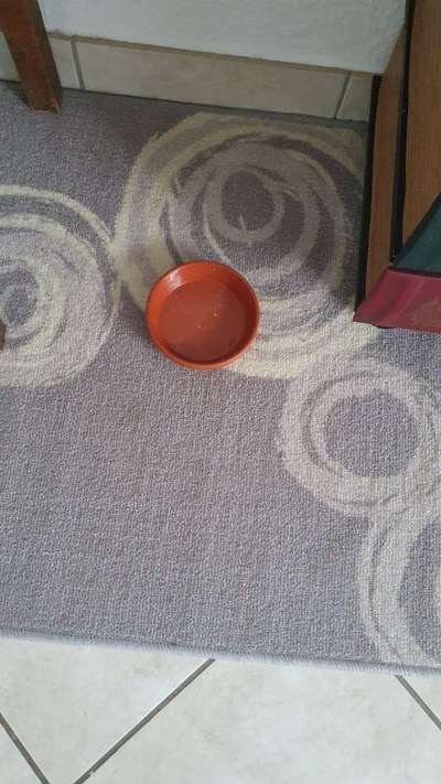 Uralt-Rüde, Futterwunder gesucht-Beitrag-Bild