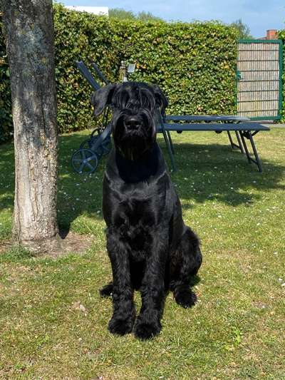 Wo sind die Riesenschnauzer?-Beitrag-Bild