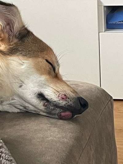 Wunde Stellen am Maul-Beitrag-Bild
