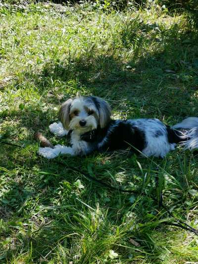 Fotochallenge No. 26                                     Wald und Wiese-Beitrag-Bild