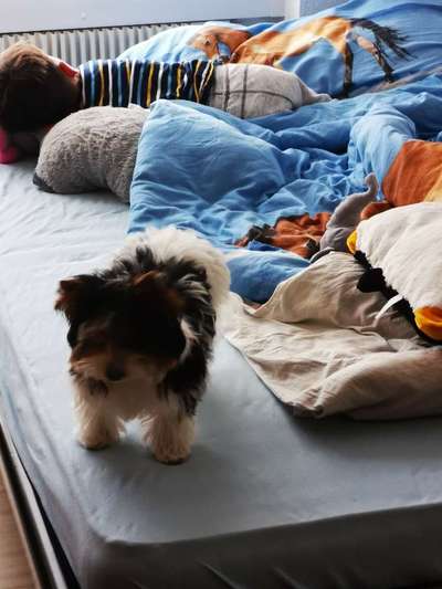 Welpen Bilder !-Beitrag-Bild