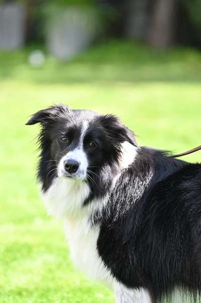 Hundetreffen-Suche gut sozialisierte eher introvertierte Hunde für gemeinsame Spaziergänge und Ausflüge 🐶-Bild