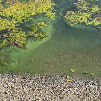 Giftköder-Verdacht auf Blaualgen-Bild