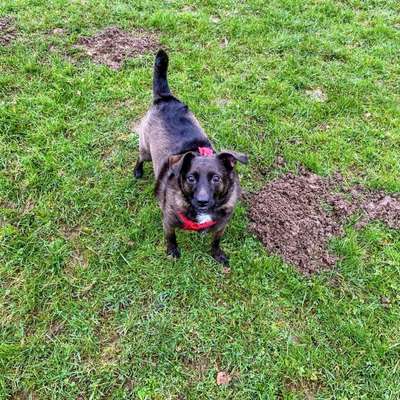 Hundetreffen-Spielfreunde gesucht kleine bis mittelgroße Hunde-Bild