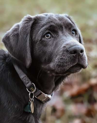 Welpen Bilder !-Beitrag-Bild