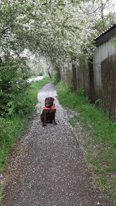 Hundeauslaufgebiet-Goldberg-Bild