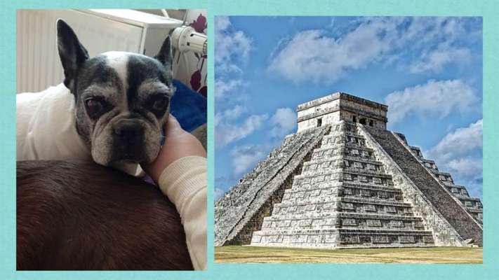 Wie heißt dein Hund?-Beitrag-Bild