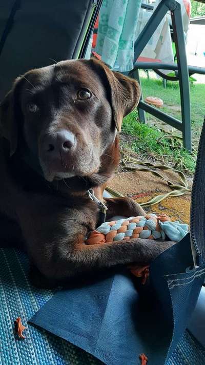 Dogorama Photo Challenge - Tierischer Urlaub-Beitrag-Bild