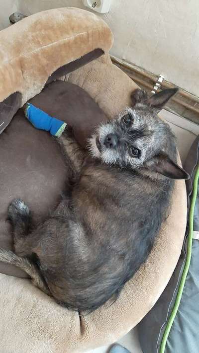 Mischlinge raten - Rätselspaß-Beitrag-Bild