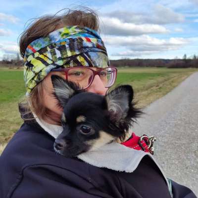 Hundetreffen-Chihuahua Treffen/Spielgruppe-Bild