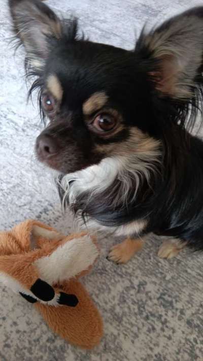 Nicht ganz alltägliche Hundenamen.
Wie kreativ wart ihr?-Beitrag-Bild