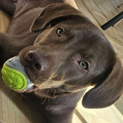 Hundetreffen-Gemeinsame Spaziergänge, Spielfreunde, Trainingspartner gesucht-Bild