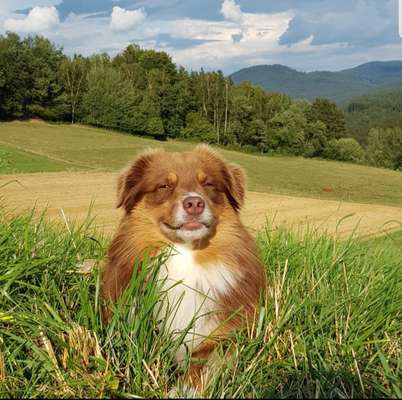 Zeigt eure verrücktesten Hundebilder-Beitrag-Bild