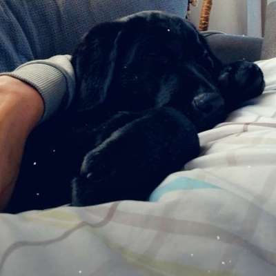 Hundetreffen-Spielen mit Welpen