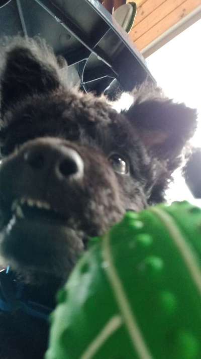 Alles rund um den Schäferhund, diskutieren erwünscht.-Beitrag-Bild