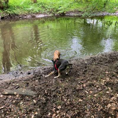 Hundeauslaufgebiet-Sachsenwald lange Brücke-Bild