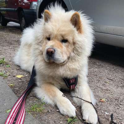 Chow Chows?-Beitrag-Bild
