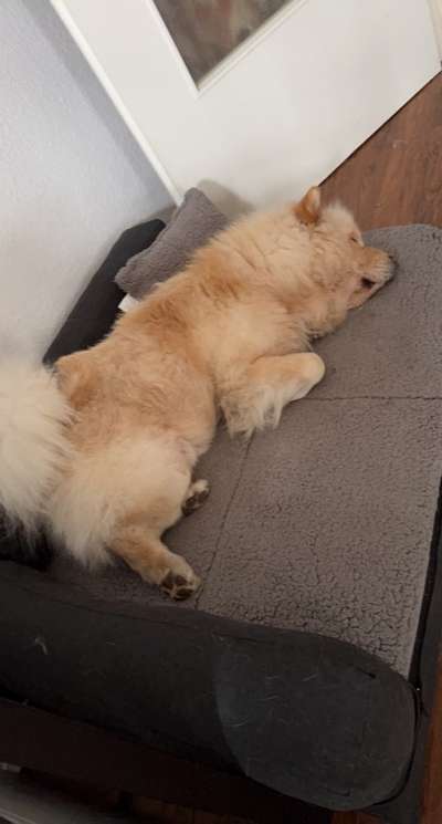 Chow Chows?-Beitrag-Bild