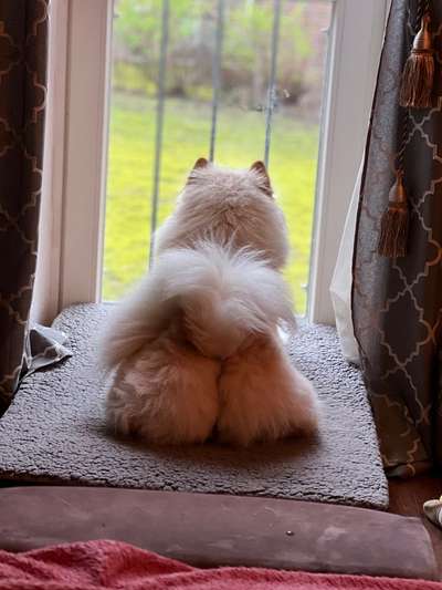 Chow Chows?-Beitrag-Bild