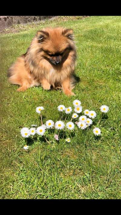 Die Dogorama Monats Challenge "Es grünt und blüht"-Beitrag-Bild