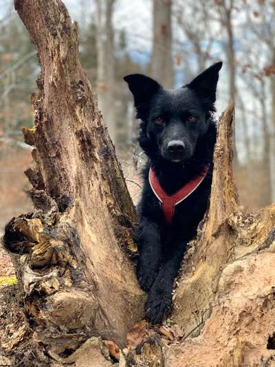 Wald Bild-Beitrag-Bild
