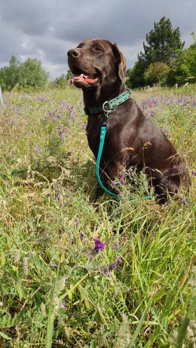 Labradorfans-Beitrag-Bild