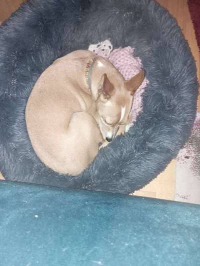 Mein hund steht immer unter Stress-Beitrag-Bild