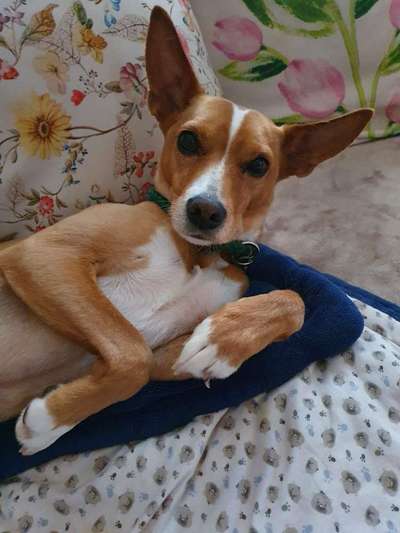 Mein hund steht immer unter Stress-Beitrag-Bild