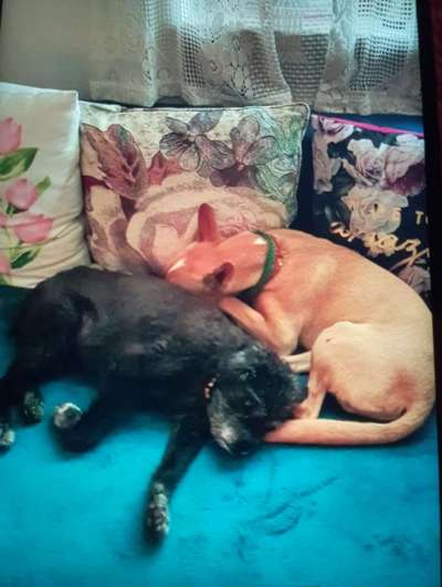 Mein hund steht immer unter Stress-Beitrag-Bild