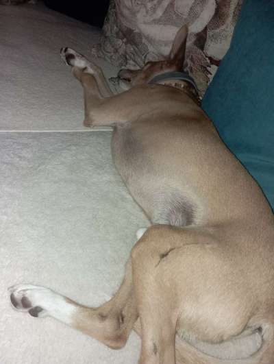 Mein hund steht immer unter Stress-Beitrag-Bild