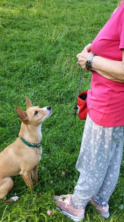 Mein hund steht immer unter Stress-Beitrag-Bild