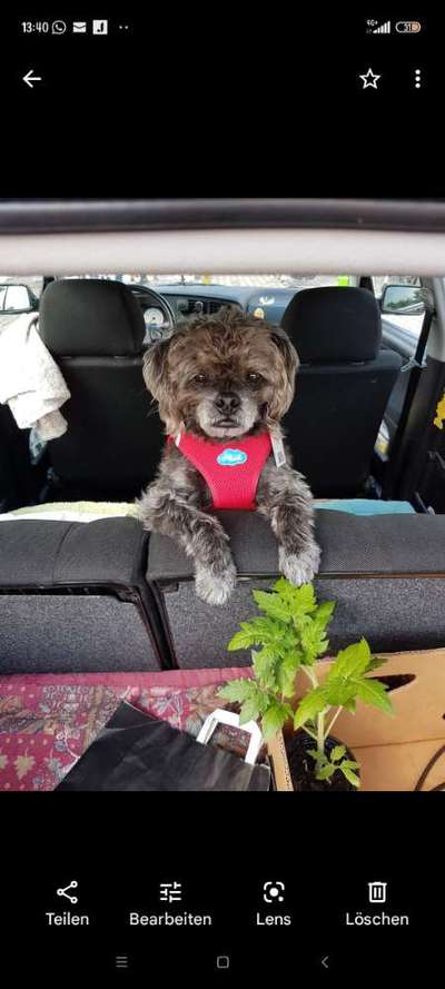 Mein hund steht immer unter Stress-Beitrag-Bild