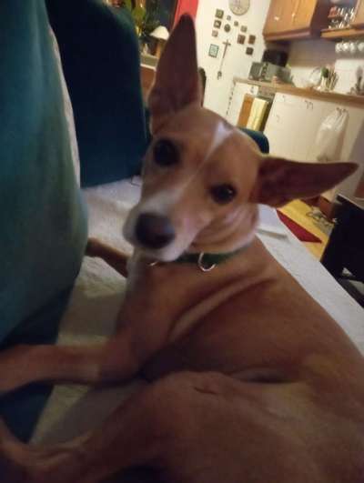 Mein hund steht immer unter Stress-Beitrag-Bild