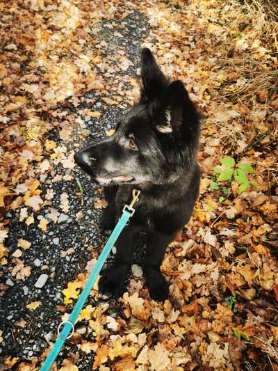 Deutsche Schäferhunde, Belgische Schäferhunde.-Beitrag-Bild